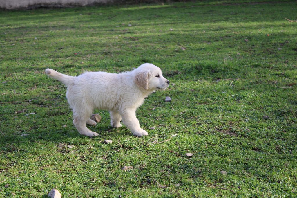 de la Foret de Montmaure - Chiot disponible  - Golden Retriever