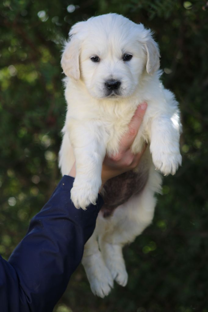 de la Foret de Montmaure - Chiot disponible  - Golden Retriever