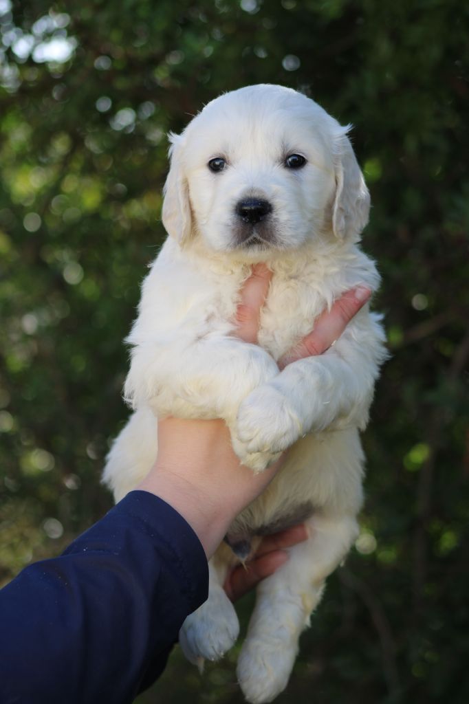 de la Foret de Montmaure - Chiot disponible  - Golden Retriever