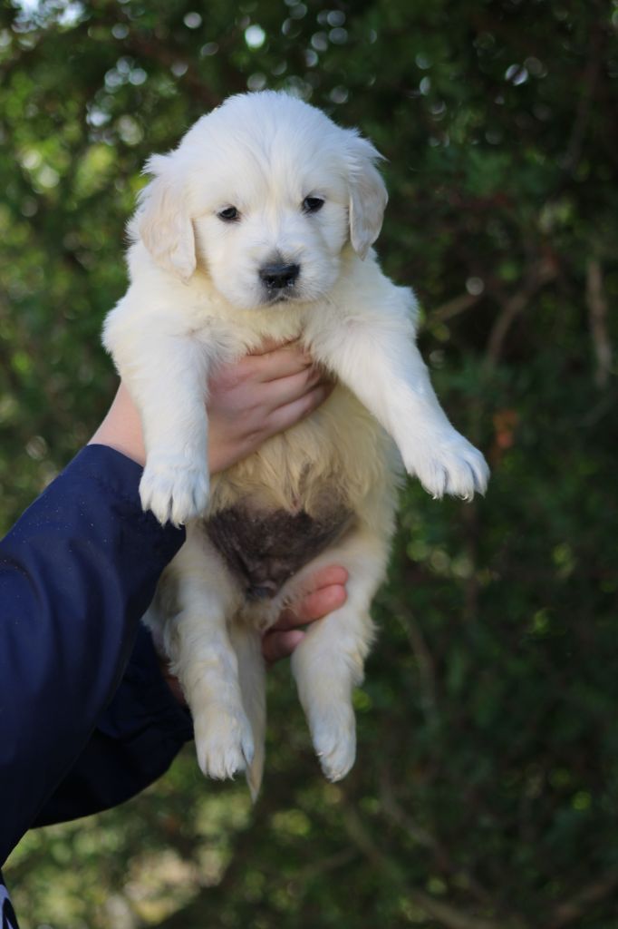 de la Foret de Montmaure - Chiot disponible  - Golden Retriever