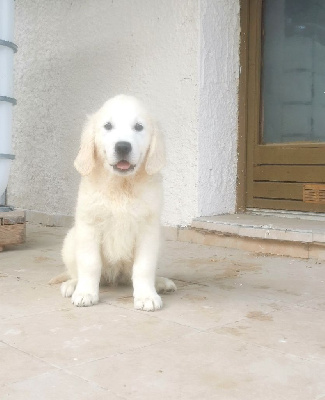 de la Foret de Montmaure - Golden Retriever - Portée née le 31/03/2023