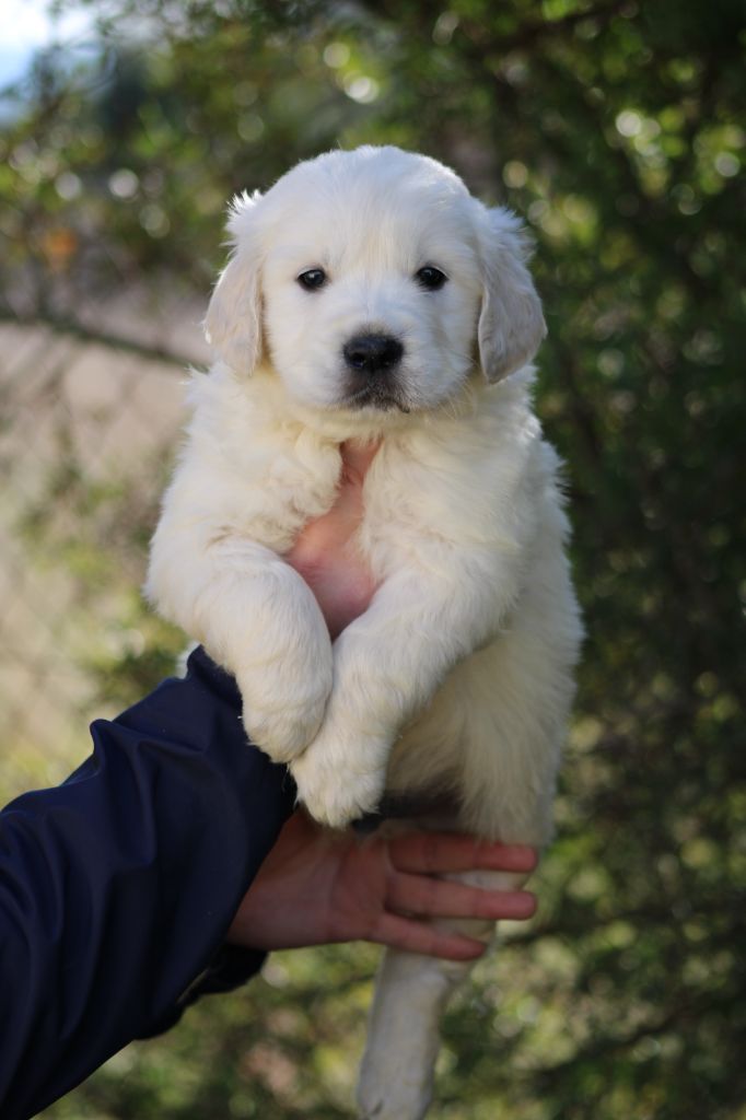 de la Foret de Montmaure - Chiot disponible  - Golden Retriever