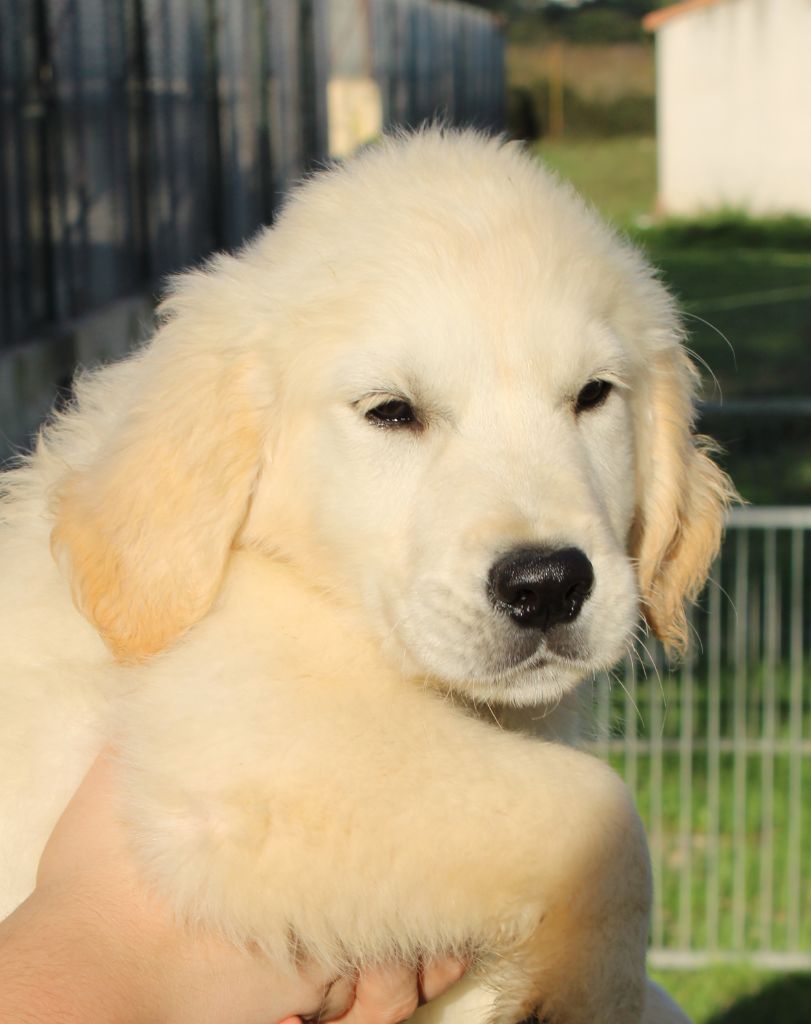 de la Foret de Montmaure - Chiot disponible  - Golden Retriever