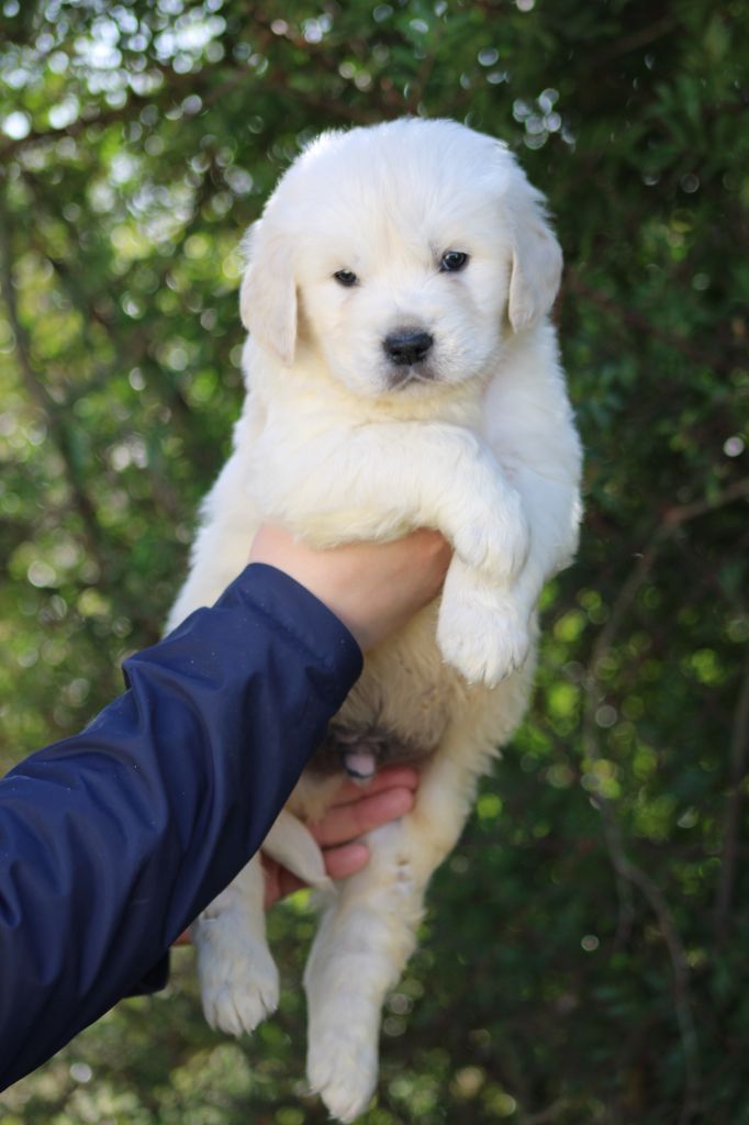 de la Foret de Montmaure - Chiot disponible  - Golden Retriever