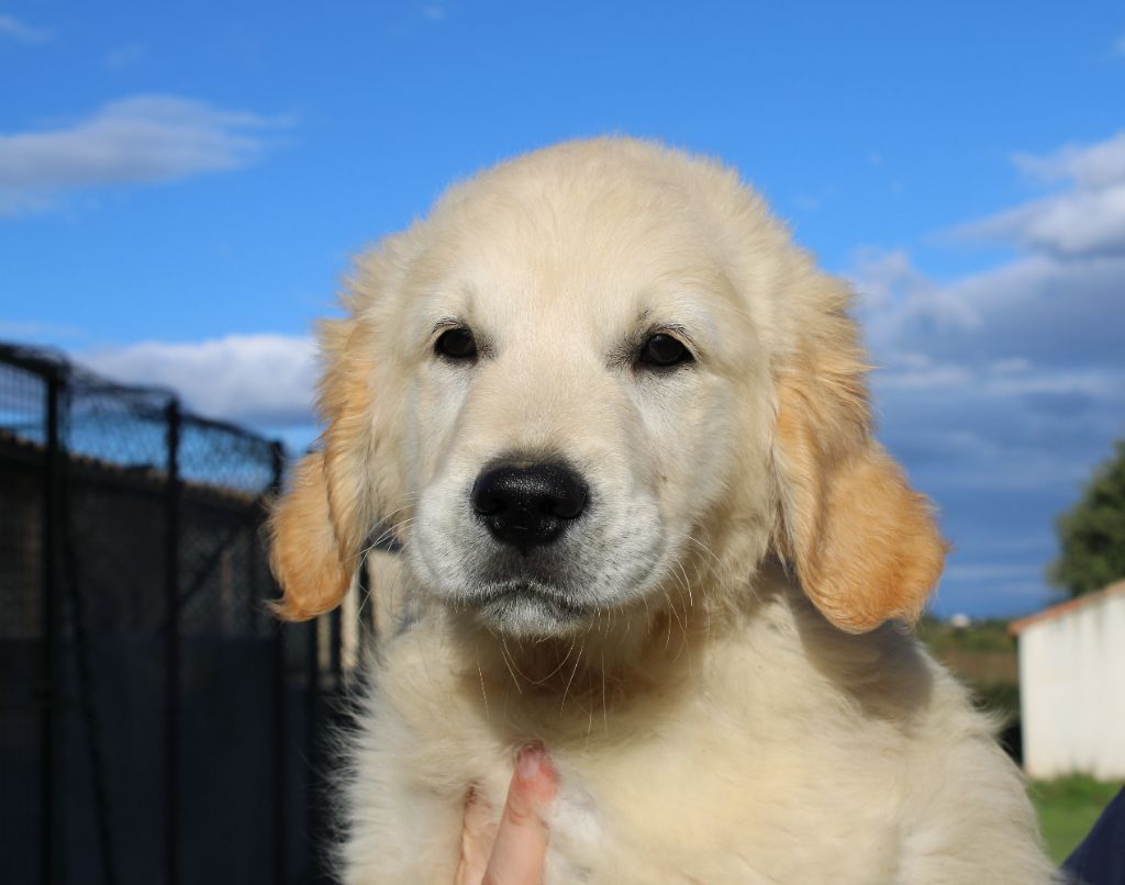 de la Foret de Montmaure - Chiot disponible  - Golden Retriever