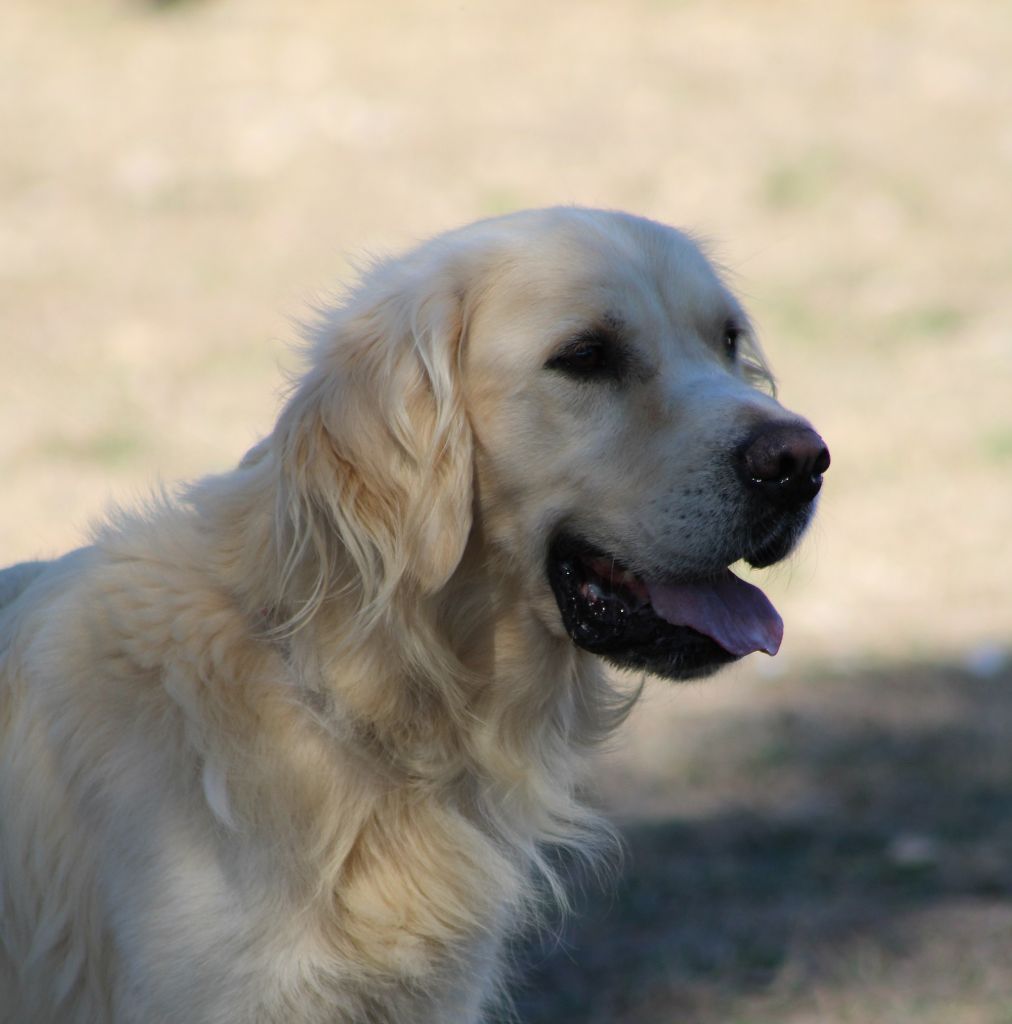 Robin De La Petite Vallee Des Chiens