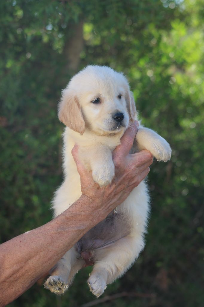 de la Foret de Montmaure - Chiots disponibles - Golden Retriever
