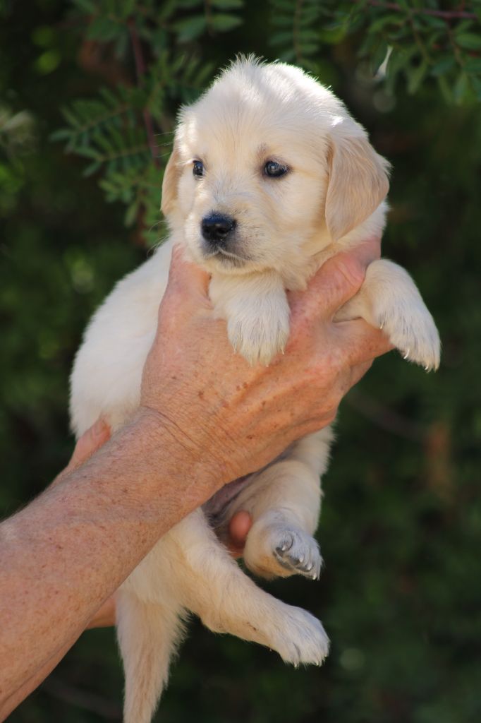 de la Foret de Montmaure - Chiots disponibles - Golden Retriever
