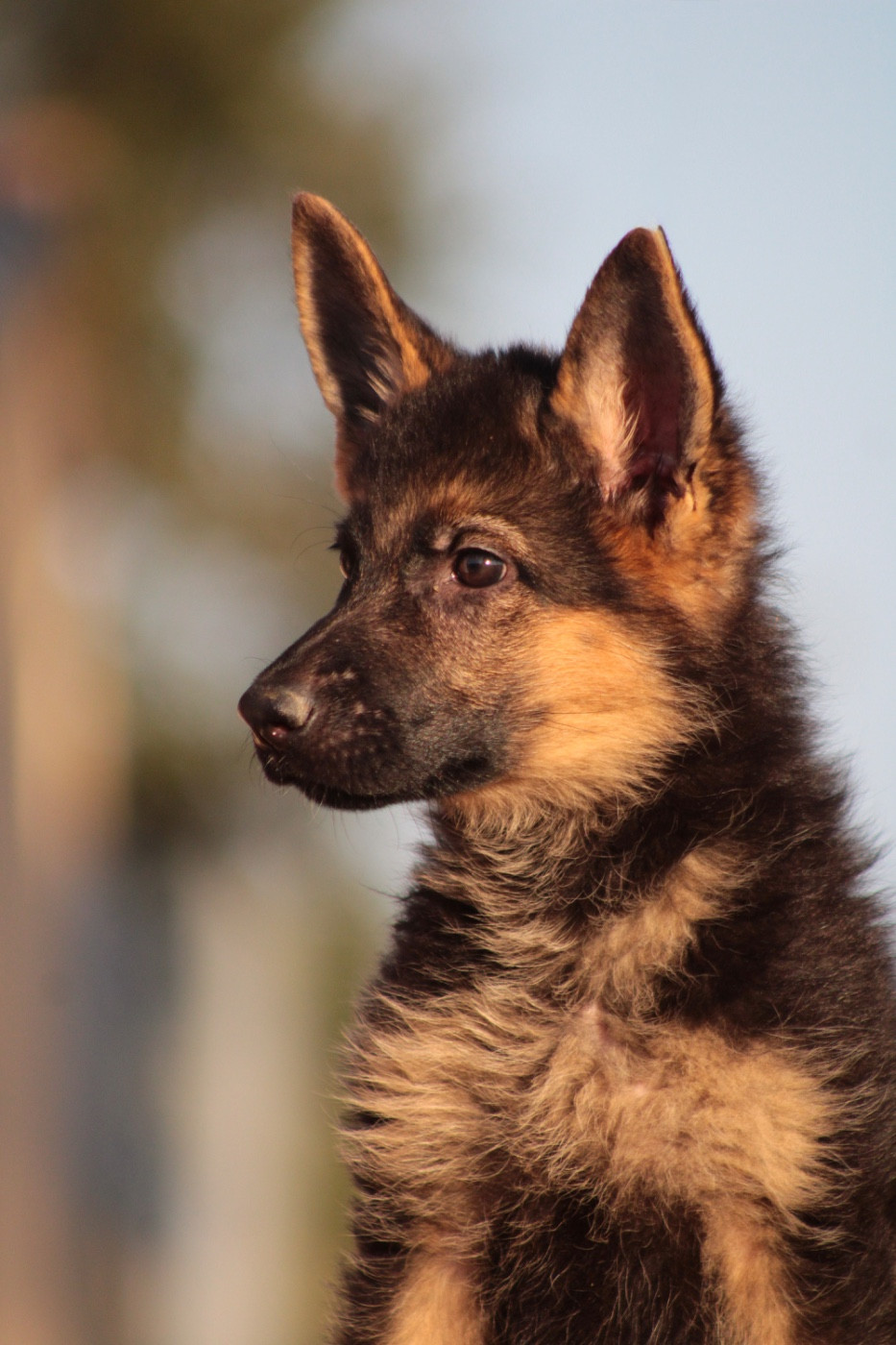 de la Foret de Montmaure - Chiots disponibles - Berger Allemand