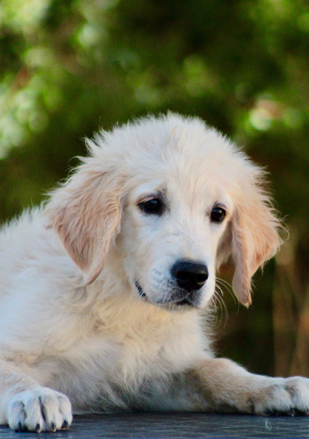 de la Foret de Montmaure - Chiots disponibles - Golden Retriever