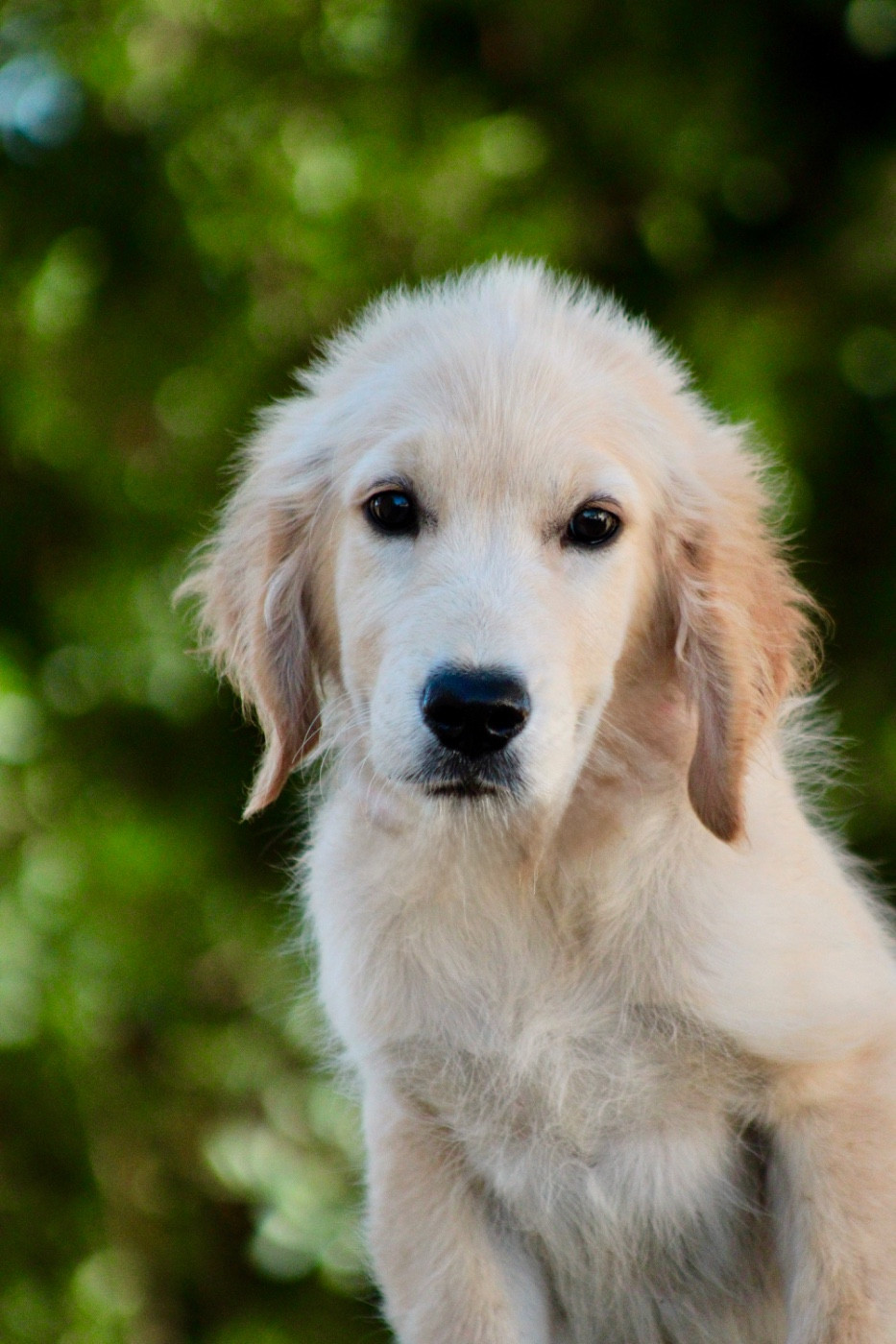 de la Foret de Montmaure - Chiots disponibles - Golden Retriever