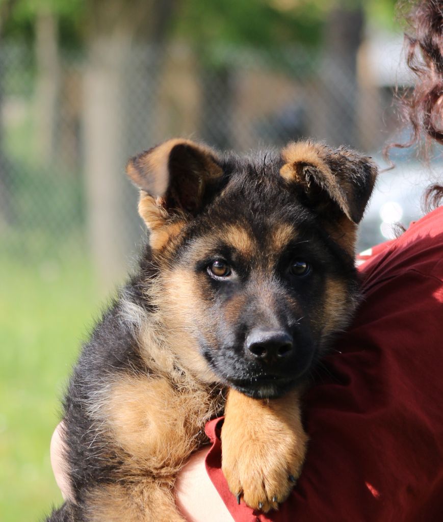 de la Foret de Montmaure - Chiots disponibles - Berger Allemand