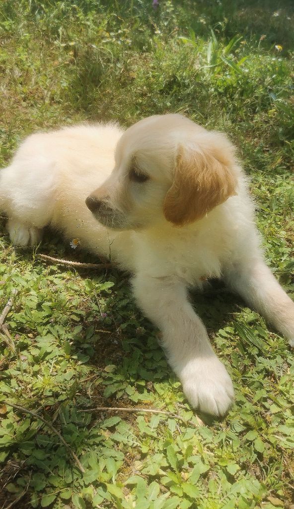 de la Foret de Montmaure - Golden Retriever - Portée née le 27/03/2023