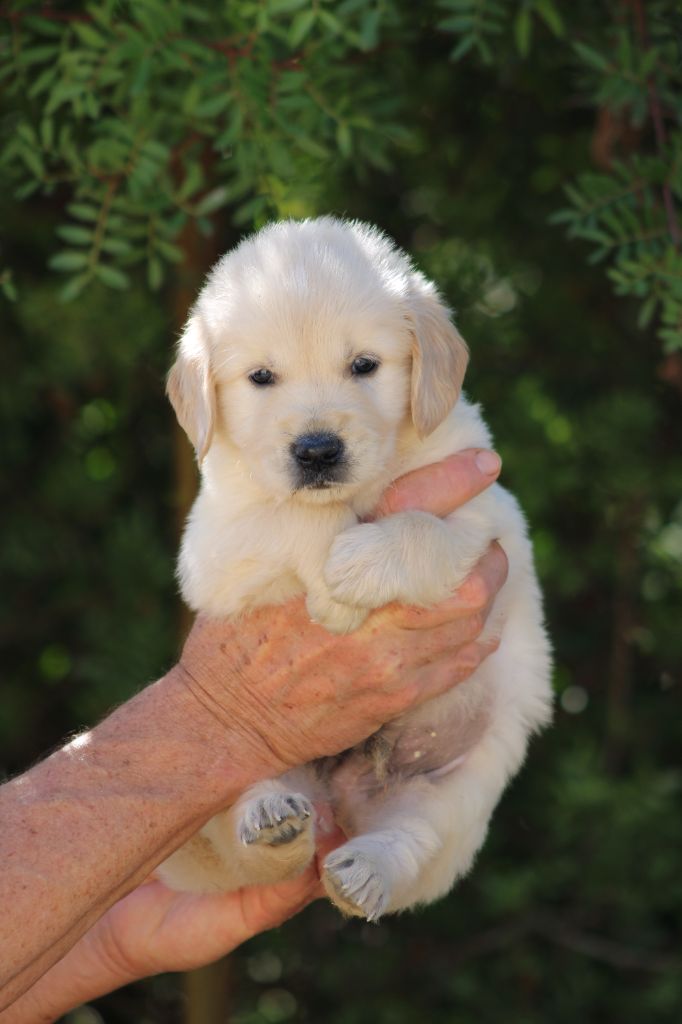 de la Foret de Montmaure - Chiots disponibles - Golden Retriever