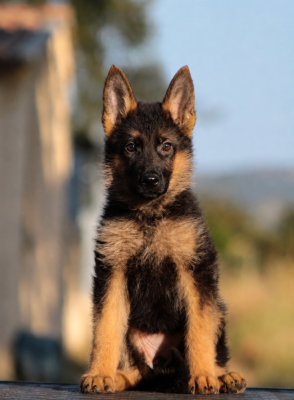 Chiot N°1