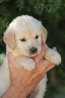 CHIOT 5