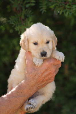 CHIOT 7