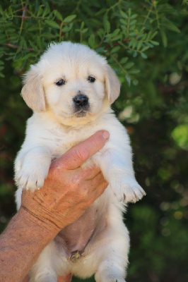 CHIOT 4