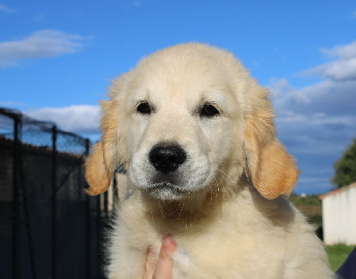 Valko