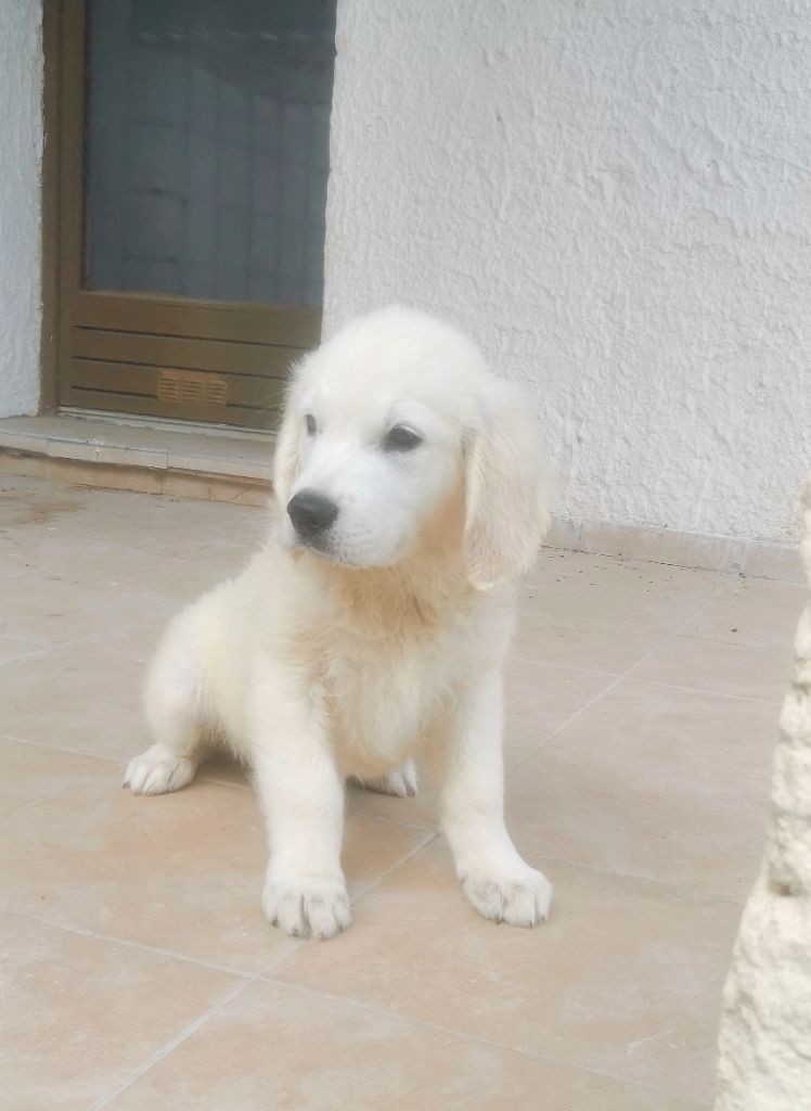 de la Foret de Montmaure - Golden Retriever - Portée née le 31/03/2023