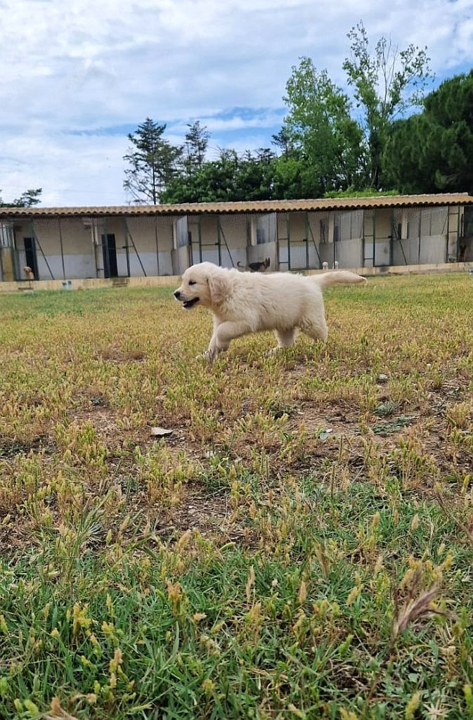 de la Foret de Montmaure - Golden Retriever - Portée née le 23/04/2023