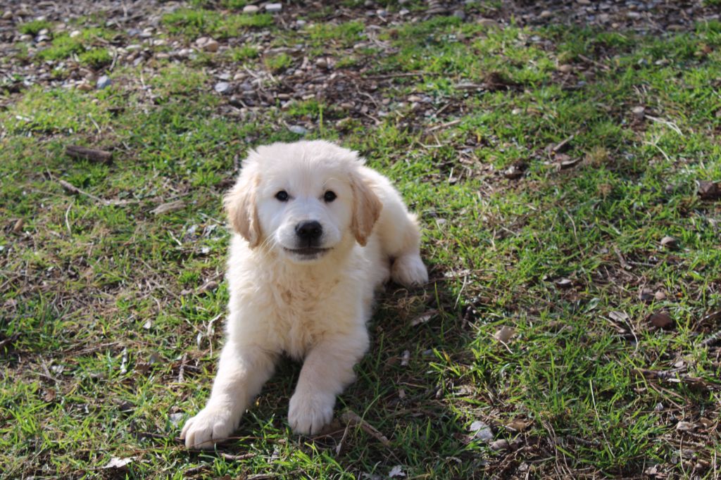 de la Foret de Montmaure - Golden Retriever - Portée née le 23/11/2024