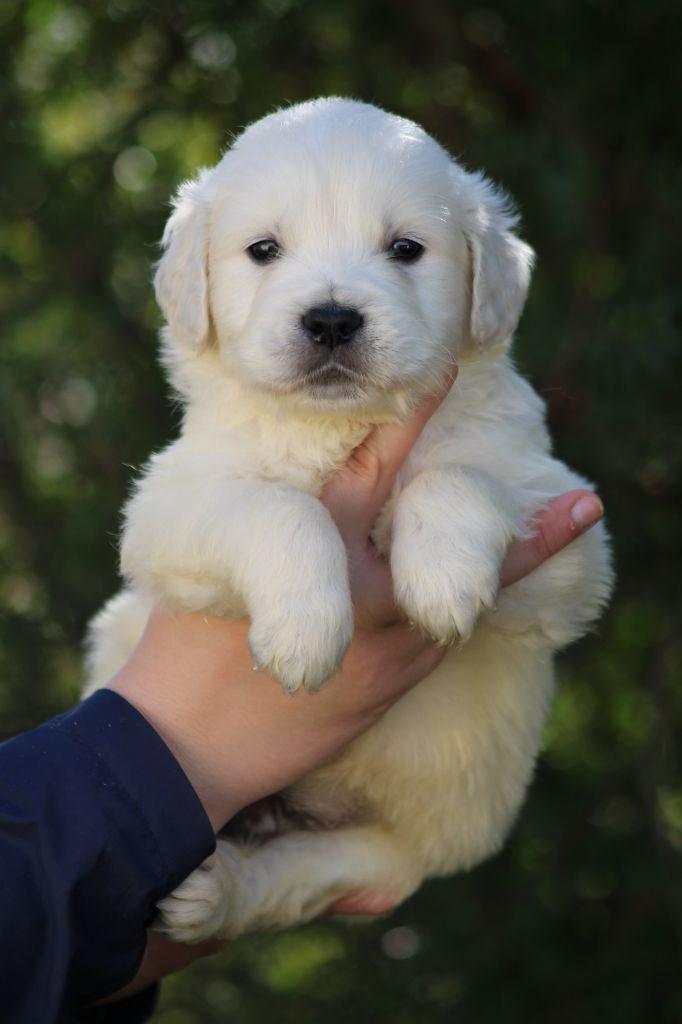 de la Foret de Montmaure - Golden Retriever - Portée née le 25/12/2024