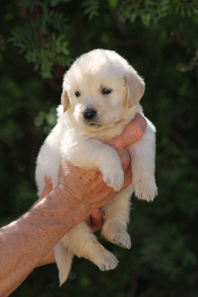 de la Foret de Montmaure - Chiots disponibles - Golden Retriever